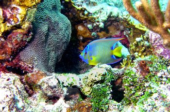 I shot this at Looe Key Marine Sanctuary, Fl Keys.  I fol... by Mark S Edwards 